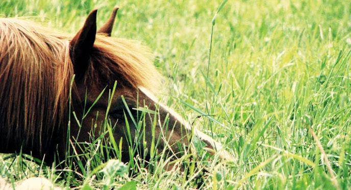 Tick-borne diseases in horses