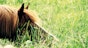 Tick-borne diseases in horses