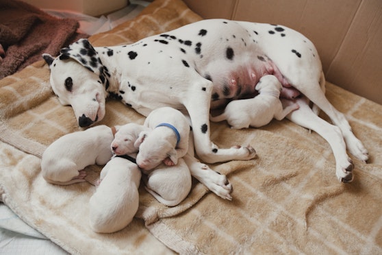 Supporting the new mum after her puppies are born