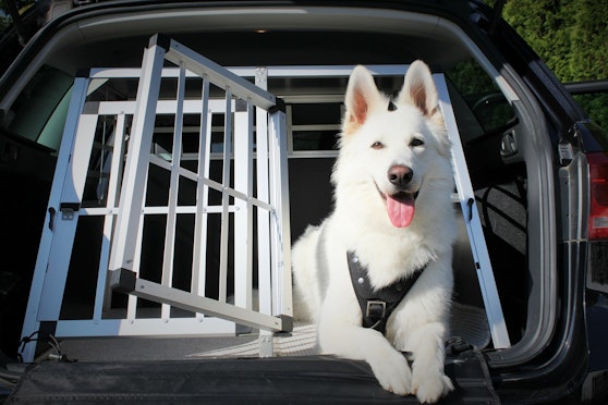 Law and advice for car travel with dogs