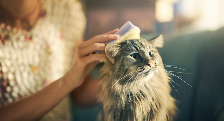 Fluffy cat being groomed by a person