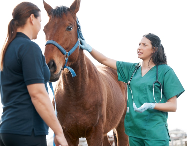 Horse having vet treatment