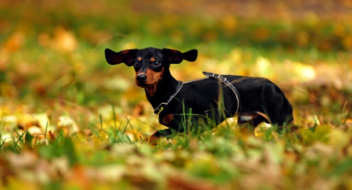 Top tips for dogs at Halloween