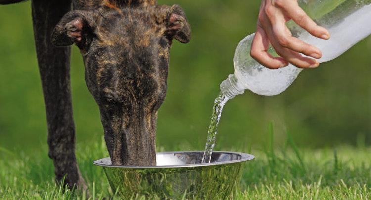 Greyhound drinking water outside
