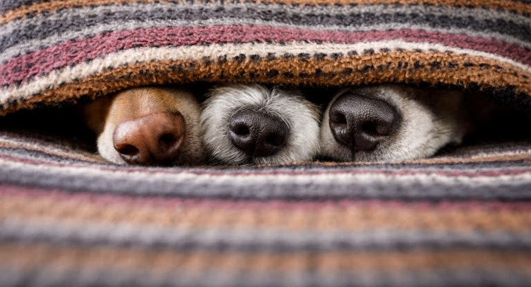 Three dog noses under the blanket