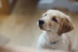 How to help separation anxiety in dogs