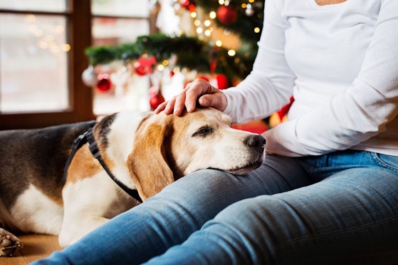 Keep your pets safe at Christmas