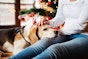 Help your dog cope at Christmas