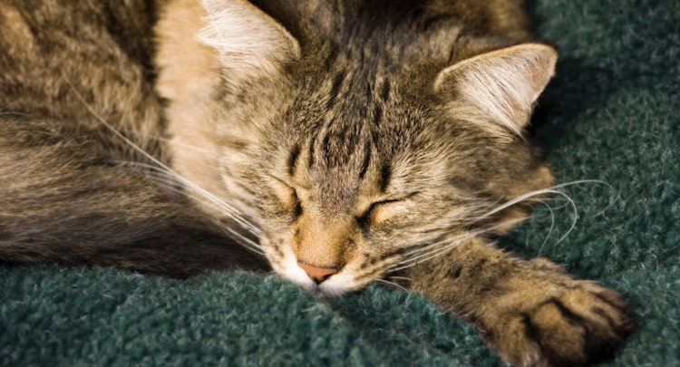 Cat sleeping on a blanket