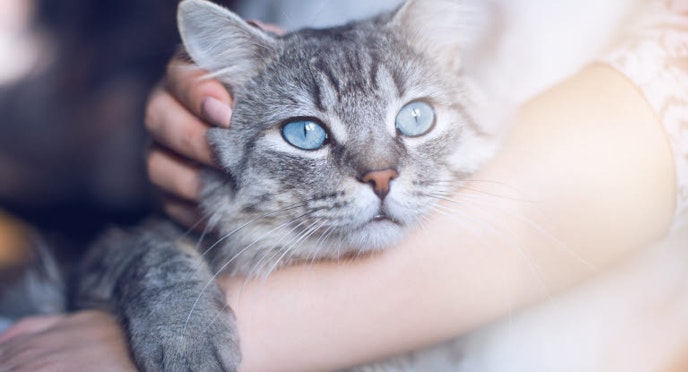 Ear infections (Otitis externa) in cats