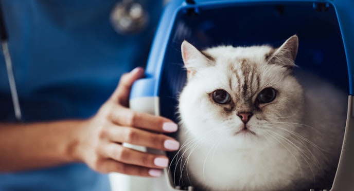 Blood in your cats urine