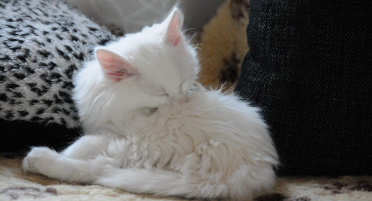 Fluffy white kitten cleaning itself