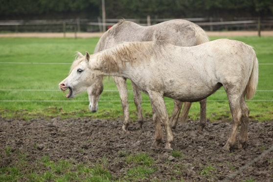 How to prevent mud fever