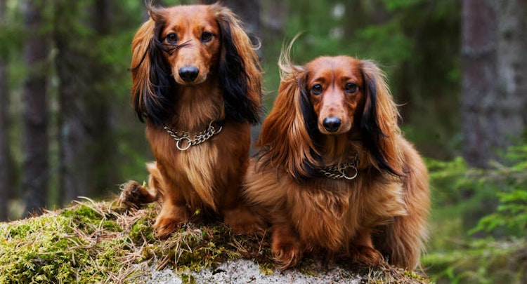 Two Brown Long Haired Dachshunds
