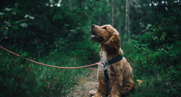 5 Reasons your dog loves going for a walk