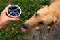 Can my dog eat fruit?