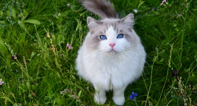 Cat with bright blue eyes looking up from the lawn