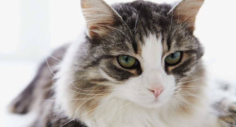 Close up of a tabby and white cat