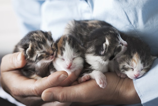 Caring for a litter of kittens