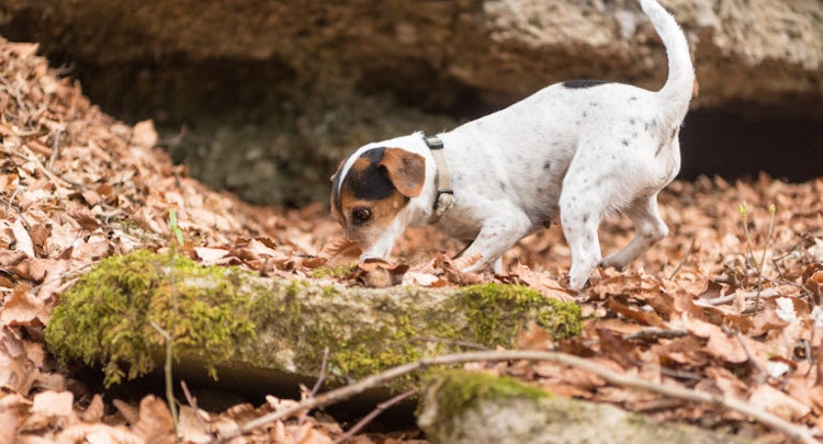 Jack Russel Terrier outside playing among the leaves