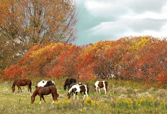 Sycamore and acorn poisoning in horses