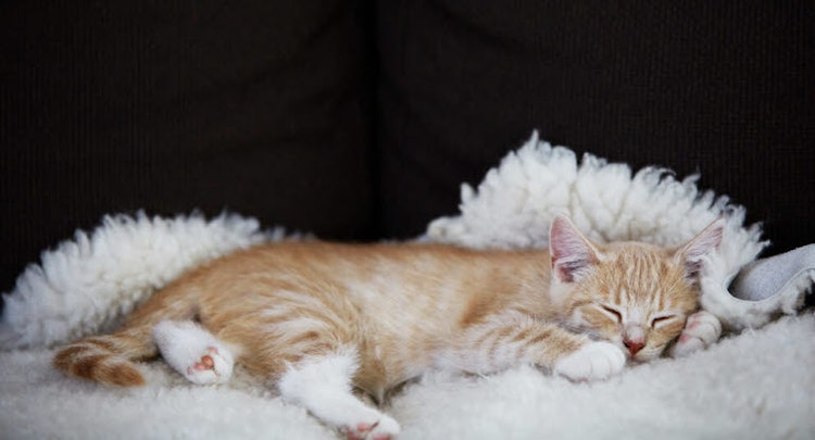 Ginger Kitten Sleeping