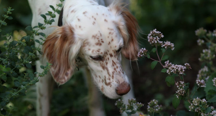 White and brown dog sniffing some flowers