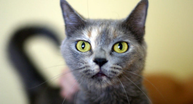 Close up of a grey cat with bright eyes