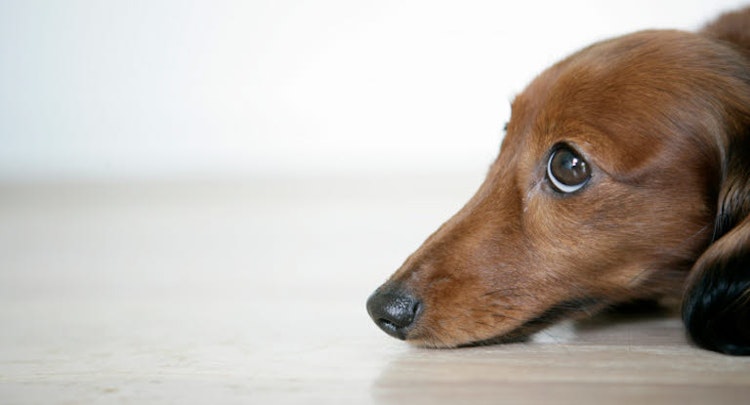 Brown Dachshund laying on the floor