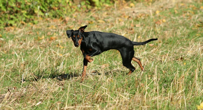 Why do dogs roll in fox poo?