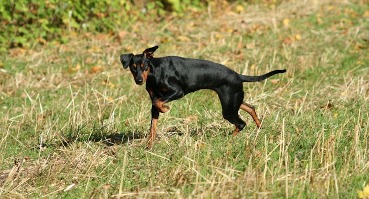 Pinscher Walking In The Grass By Karianne Widsell
