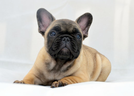 A guide to the breed - French Bulldogs