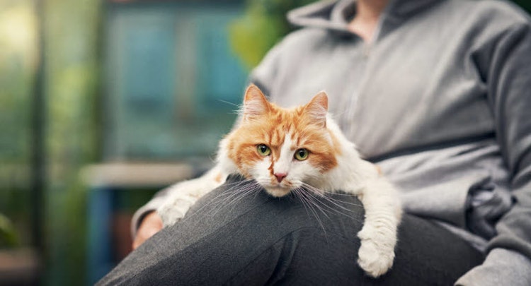 Cat on a persons lap