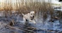 Water tail in dogs