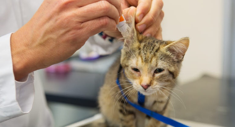 A vet treating a cat's ear