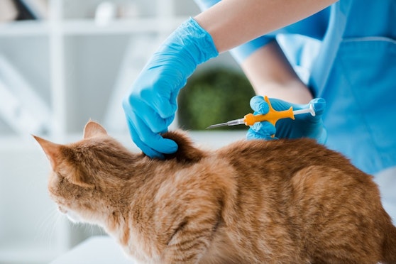 Microchipping for cats becomes law on June 10th, 2024