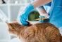 Microchipping for cats becomes law on June 10th, 2024