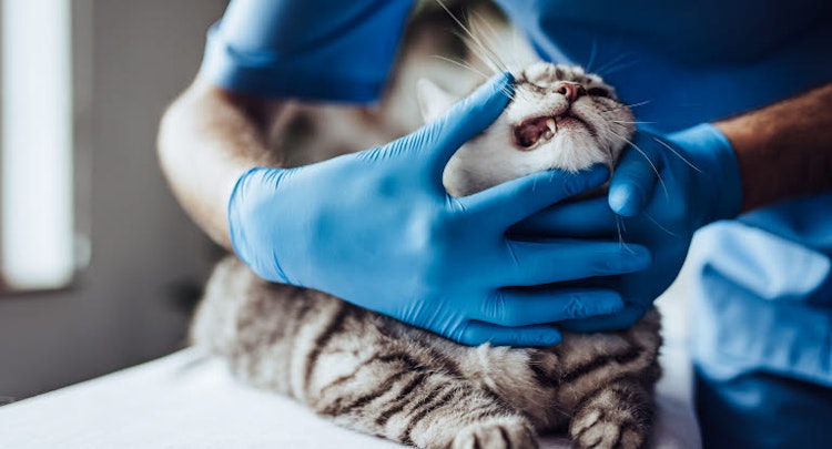 Cat being examined by a vet with gloves on