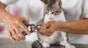 How to clip your cats claws